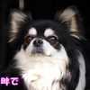 山中湖ドッグリゾートWoofに到着【GWの旅行◆その18】