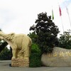 開学式と上海動物園