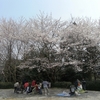  季節ハズレの桜