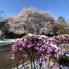 今朝山形市雪積る。どこにぶつけたらいいかわからない愚痴。