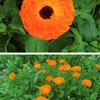 カレンデュラ（キンセンカ）　英語でpot marigold（ポッドマリーゴールド）と呼ばれています．花の色は確かにマリーゴールドと共通していますが，花びら，葉などはかなり異なります．英語国民はマリーゴールドという名前が大好きなので，気に入った花にはつけたくなったのでしょうか？　カレンデュラの他の花には無い歴史に，ヨーロッパでは長く食用とされてきたことがあります．日本での人気にやや翳りのあるカレンデュラですが，edible flower として復活するかもしれません．