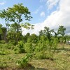 5月17日(日)鳥・チョウ・植物＆植生管理