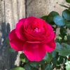 レッドレオナルドダヴィンチの花姿