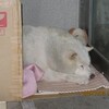 145大学犬はなちゃんの日常（その138）