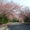 伊豆高原桜まつり