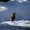 雪と野鳥