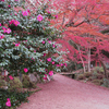 おんせん県おおいた1人湯旅 ① 国東半島「両子寺」の紅葉✧