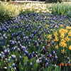 ９６年春　オランダ　キューケンホフ公園チューリップの花壇