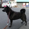 甲斐犬ボディを取り戻せ、の巻〜(# ﾟДﾟ)つ〃∩ ｺﾞﾙｧ ｺﾞﾙｧ ｺﾞﾙｧ 