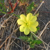 花鳥風月を友にして