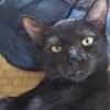 ちょっと恥ずかしい動画を撮られた黒猫シュウさん