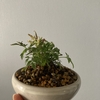 那智泡盛升麻