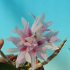 Dendrobium Akaishi