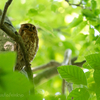 🦜野鳥の回【183】ズクとズク🆕コノハズク（木葉木菟）とオオコノハズク（大木葉木菟）