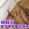早い時期のサツマイモの保存〜籾殻はダメ！？