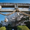 鳥居と桜