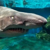 【必見かも！】しながわ水族館の怖いサメを見る