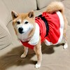 麦サンタ