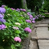 ✿先週の白山神社の紫陽花❀