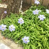 久しぶりに庭の花を眺める　ガーデニングの記録