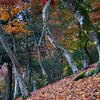 修善寺公園と雄飛の滝　紅葉