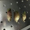 初物を3つ収穫！！株分けした茗荷(ミョウガ)からもちゃんと収穫！！