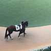 中山競馬7R パドック直前予想 ◎8 シゲルジルコン