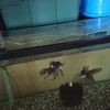 ヒレの血走りらしきが気になって
