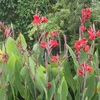 赤いカンナ　はち切れそう　Red Canna flower