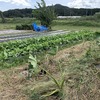 秋冬野菜の準備と夏野菜の撤収