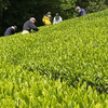 お茶の時期に笑顔満開！