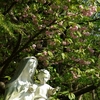 八重桜　～聖母子像