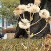 阪神西宮｜市役所の植え込みで見つけたつわぶきの綿毛