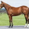 【2024年度】一口馬主 シルクホースクラブ　馬体診断　関西　厳選馬　５頭