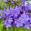 ジャカランダの花と最近食べたもの