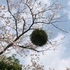 昨日は沢山の桜のお花見が出来て良かったなぁ🌸