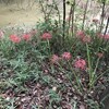 曼珠沙華