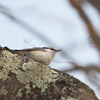 野鳥撮影リベンジ編