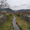 今年最初の桜リポート