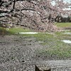 桜は花が散り始めた