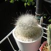 懲りずにかぎ爪サボテンを買ってしまった