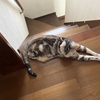 猫の感電防止