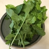 菜食晩酌日記第19回&ベランダ菜園部早春号