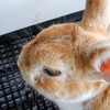 うさぎの飼い方でケージ選びが本当に1番重要だと思い知らされて日でした・・・。