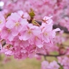 河津桜