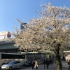 桜舞う季節