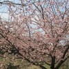 桜かな　’２１