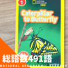 Catapillar to butterfly