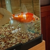 お迎えした金魚 初めての水換え