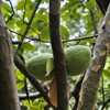 野菜直売所